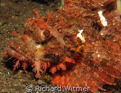 Stonefish at Tulamben, Bali.  Canon G9/Ikelite DS160 Strobe. by Richard Witmer 